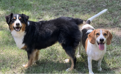 dog day care in columbia sc